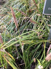 Carex oshimensis