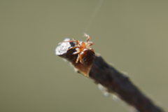 Araneus sturmi