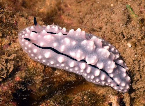 Rudman's Phyllidiella — seen at this dive site