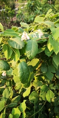 Amalocalyx microlobus