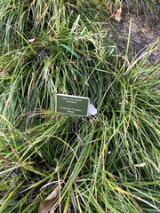 Carex oshimensis