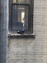 Columba livia domestica