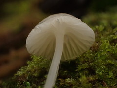 Hemimycena gracilis