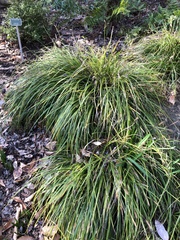 Carex oshimensis