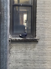 Columba livia domestica