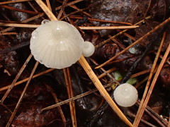 Hemimycena gracilis