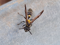 Polybia occidentalis bohemani