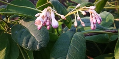 Amalocalyx microlobus
