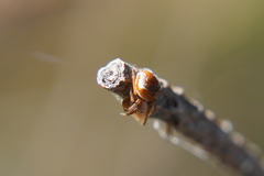 Araneus sturmi