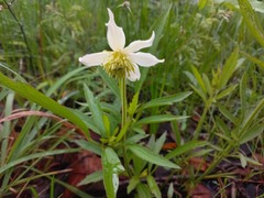 Clematis villosa