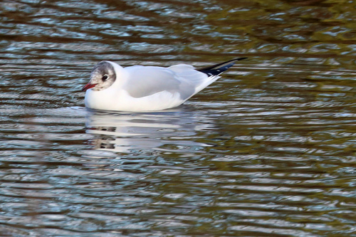 Gaviota reidora (Chroicocephalus ridibundus)