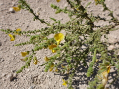 Adesmia atacamensis