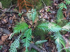 Blechnum attenuatum