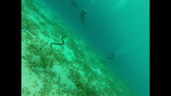 Acrochordus granulatus