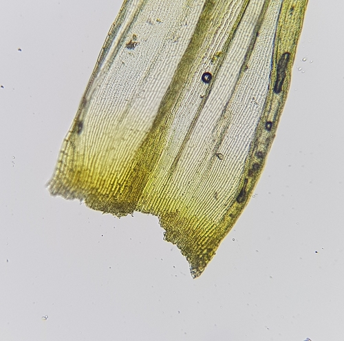 Image of Racomitrium fasciculare by (c) Helen Waterman, some rights reserved (CC BY)