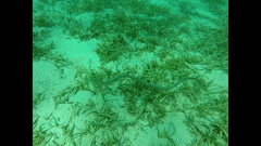 Acrochordus granulatus