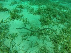 Acrochordus granulatus