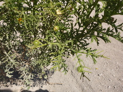 Solanum sitiens