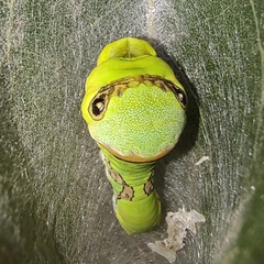 Papilio garamas