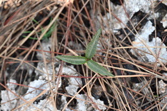 Echites umbellatus