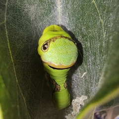 Papilio garamas