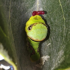 Papilio garamas