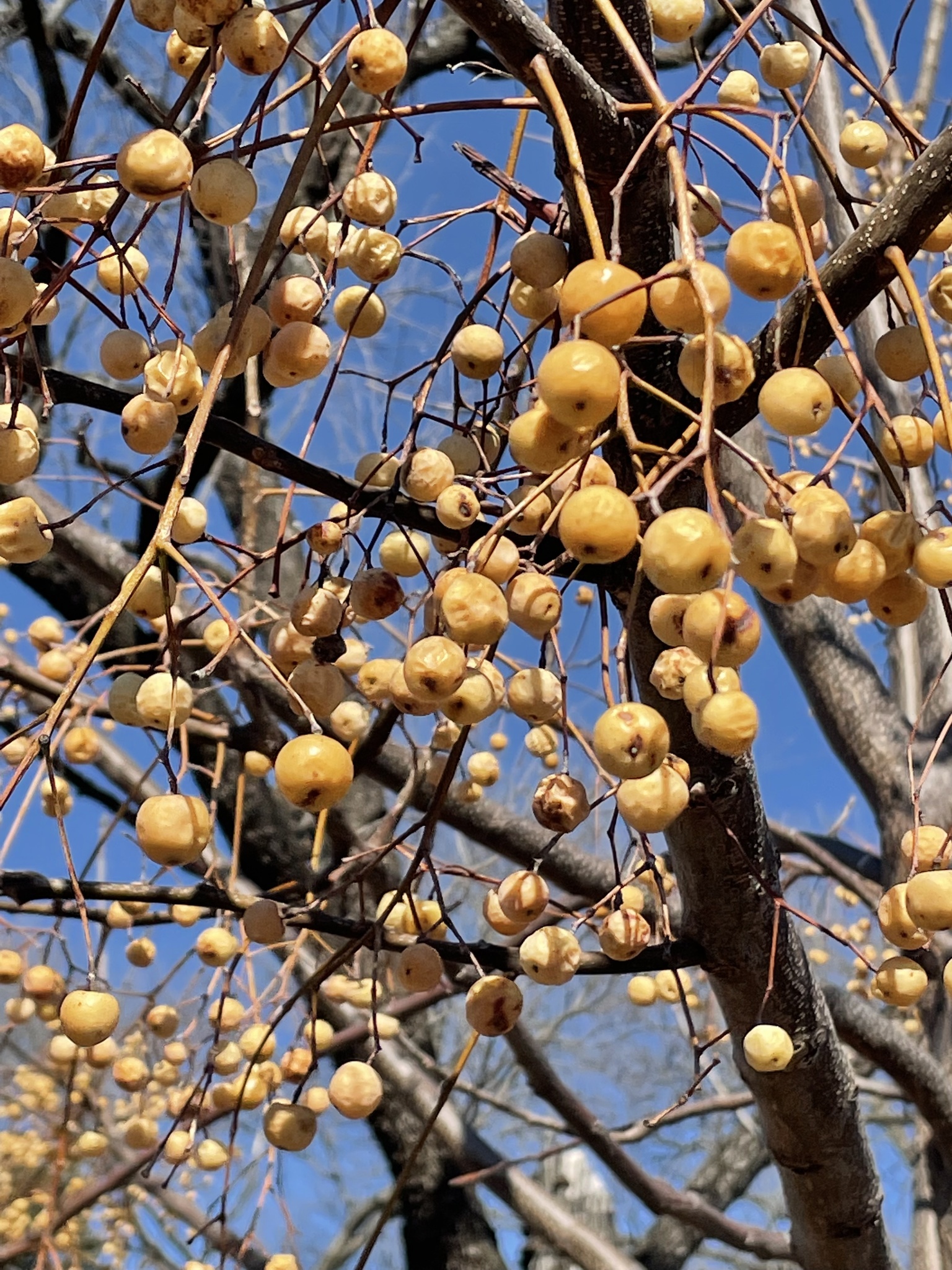 Chinaberry (Melia azedarach)  iNaturalist