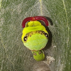 Papilio garamas