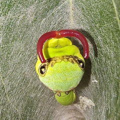 Papilio garamas