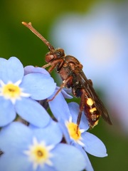 Nomada panzeri