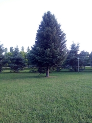 Abies pinsapo