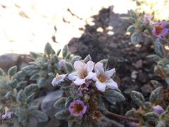 Tiquilia atacamensis
