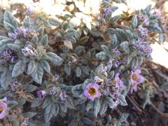 Tiquilia atacamensis
