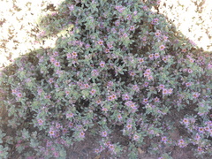 Tiquilia atacamensis