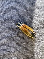 Epistomentis pictus