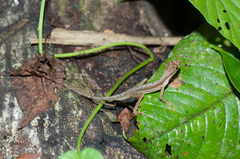 Anolis trachyderma