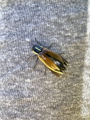 Epistomentis pictus