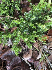 Metrosideros perforata