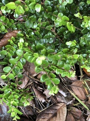 Metrosideros perforata