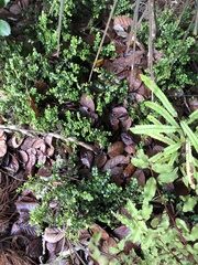 Metrosideros perforata