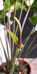 Anthurium