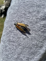 Epistomentis pictus