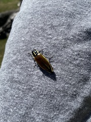 Epistomentis pictus