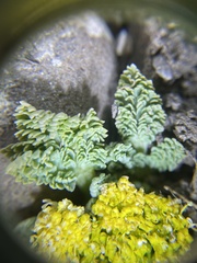 Cymopterus longipes