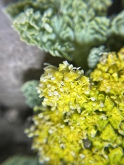 Cymopterus longipes