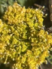 Cymopterus longipes