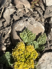 Cymopterus longipes