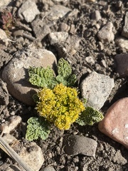 Cymopterus longipes