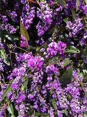 Hardenbergia