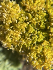 Cymopterus longipes